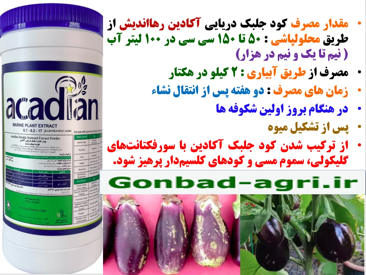 تاثیر کود جلبک دریایی اکادین رهااندیش در افزایش تولید سبزی و صیفی – قسمت دوم