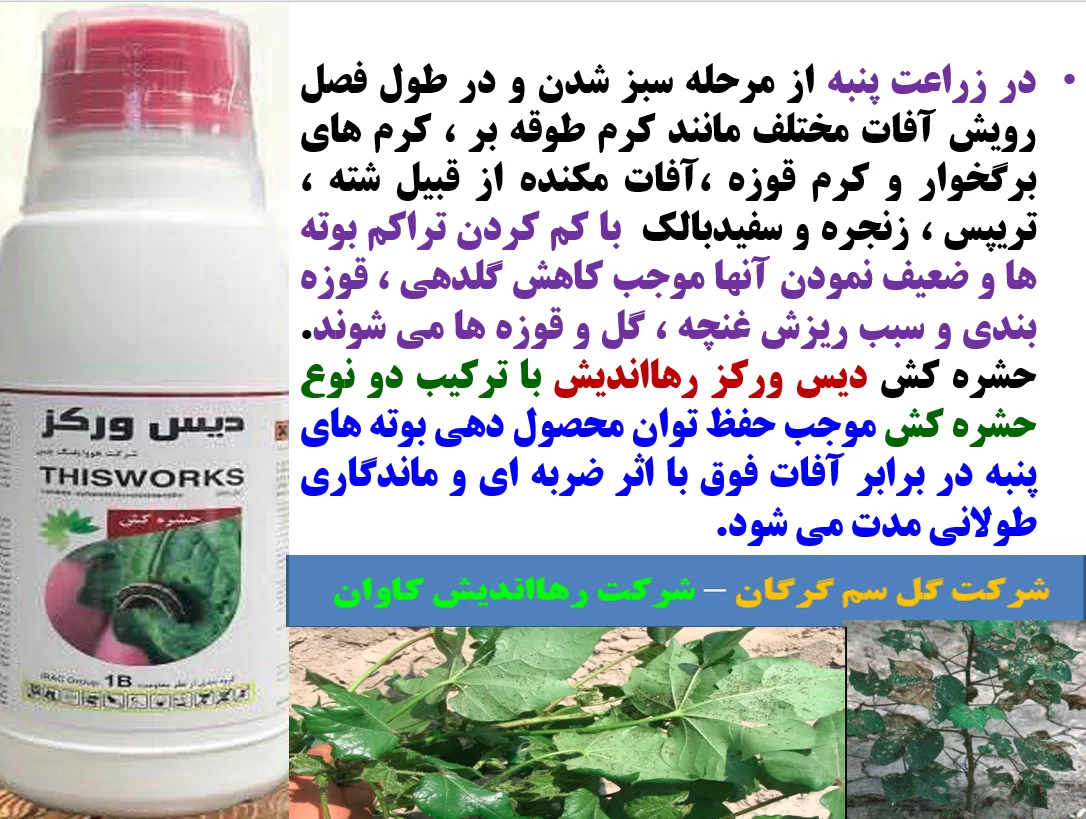 سمپاشی حشره کش دیس ورکرز رهااندیش در کنترل موثر آفات پنبه – قسمت اول