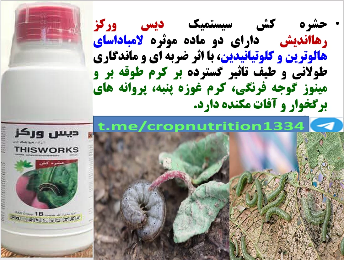 سمپاشی حشره کش دیس ورکرز رهااندیش در کنترل موثر آفات پنبه – قسمت سوم