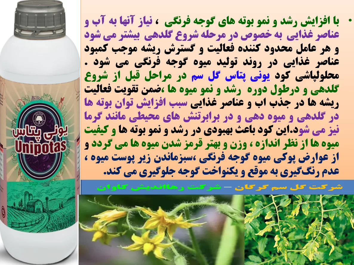 افزایش توان بوته های گوجه فرنگی در تولید میوه با کیفیت بهتر با کود یونی پتاس گل سم – قسمت اول