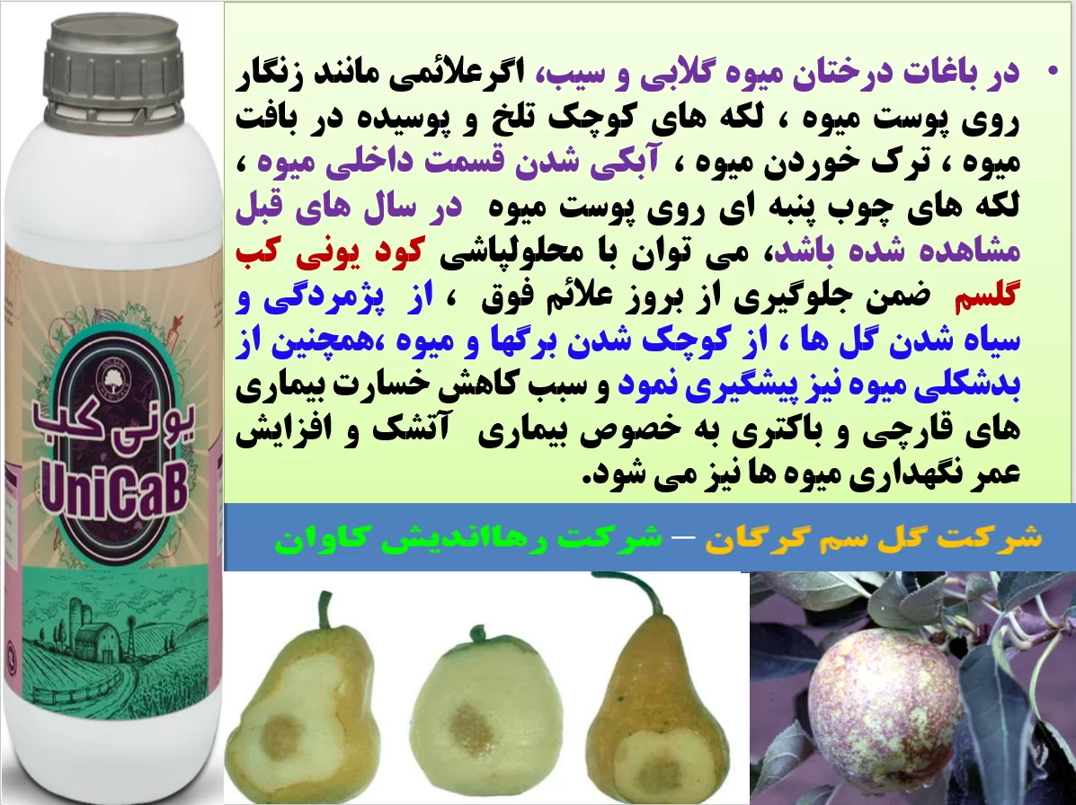 بهبودی در کیفیت میوه های سیب و گلابی با کود یونی کب گل سم – قسمت اول