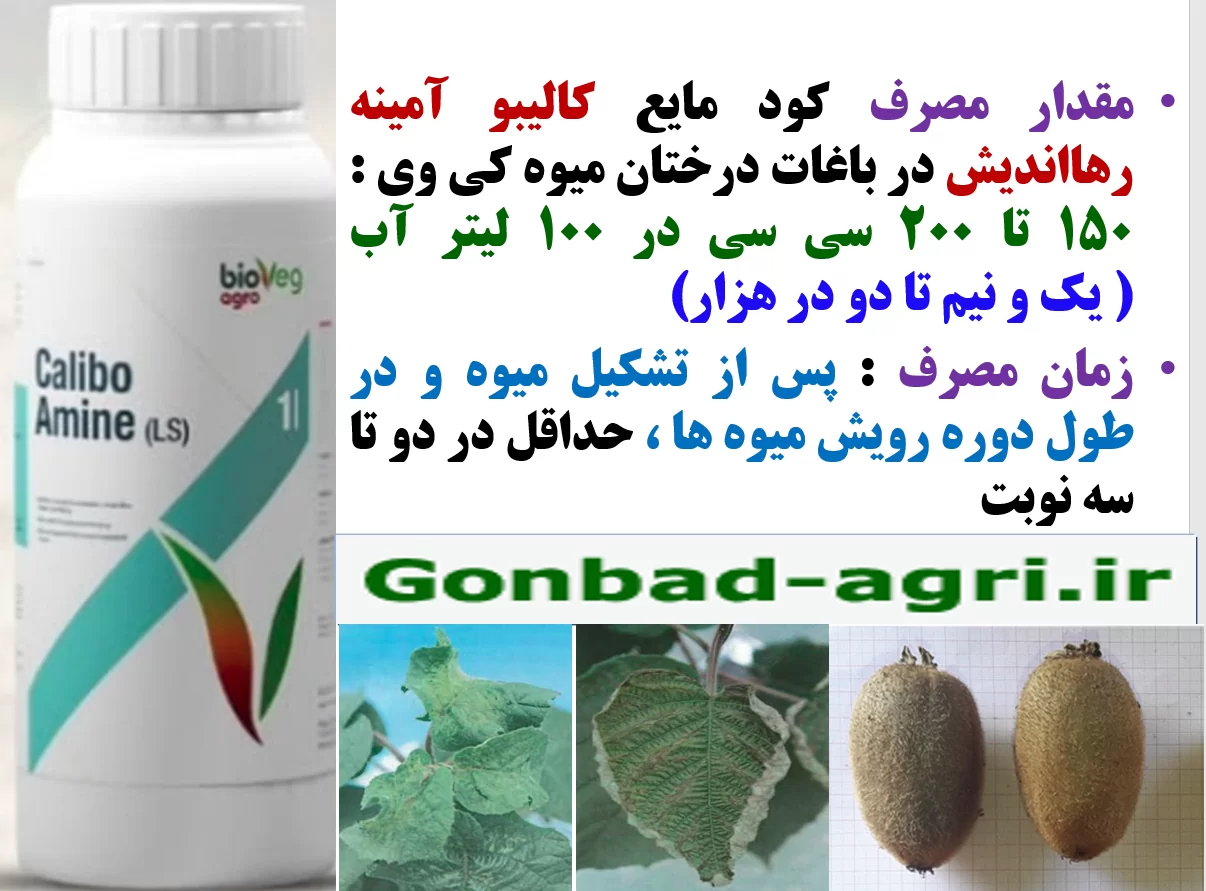 افزایش کمیت و کیفیت میوه کی وی با کود کالیبو آمینه رهااندیش – قسمت دوم