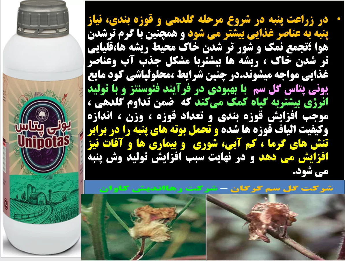 تقویت بوته های پنبه در برابر تنش های محیطی با کود یونی پتاس گل سم- قسمت اول