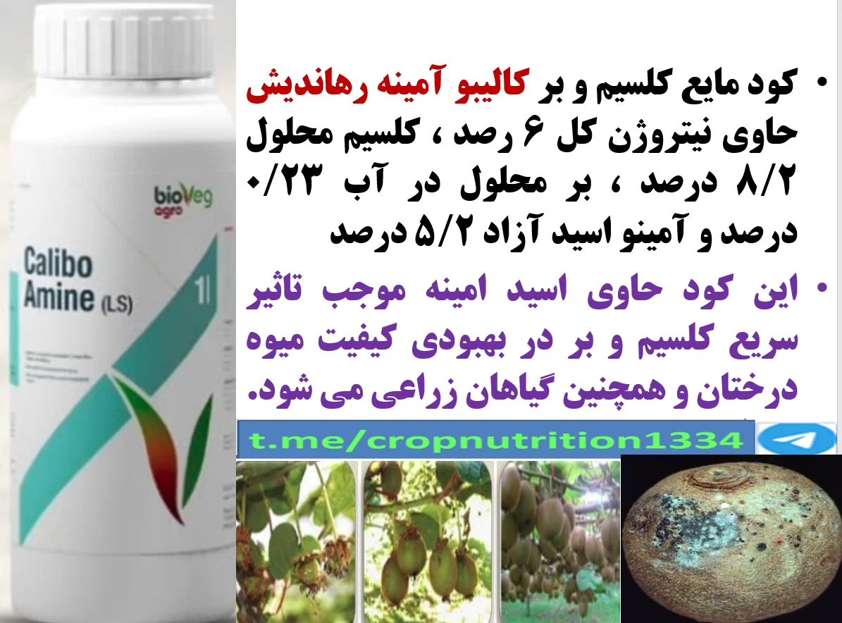 افزایش کمیت و کیفیت میوه کی وی با کود کالیبو آمینه رهااندیش – قسمت سوم
