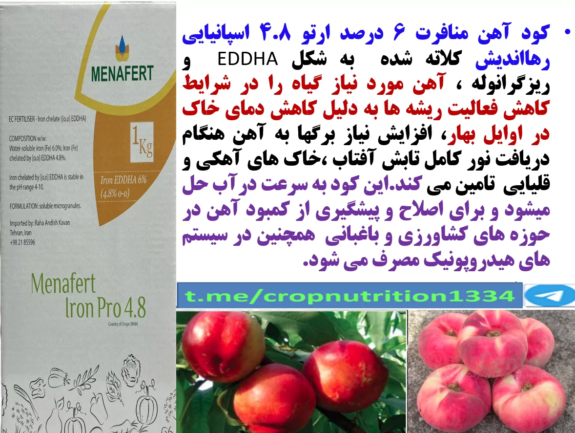 افزایش میوه دهی و کیفیت میوه های هلو و شلیل با کود آهن منافرت رهااندیش – قسمت سوم