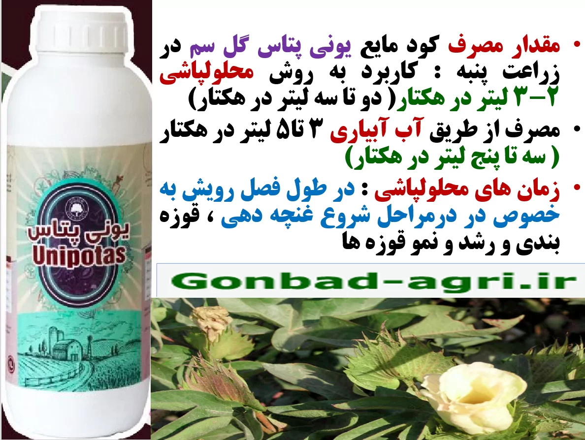 تقویت بوته های پنبه در برابر تنش های محیطی با کود یونی پتاس گل سم- قسمت دوم