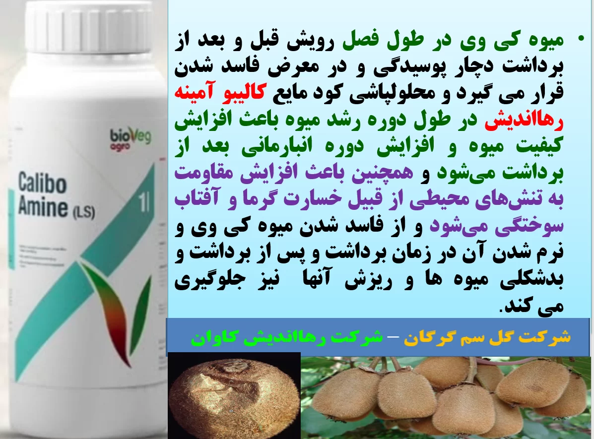 افزایش کمیت و کیفیت میوه کی وی با کود کالیبو آمینه رهااندیش – قسمت اول