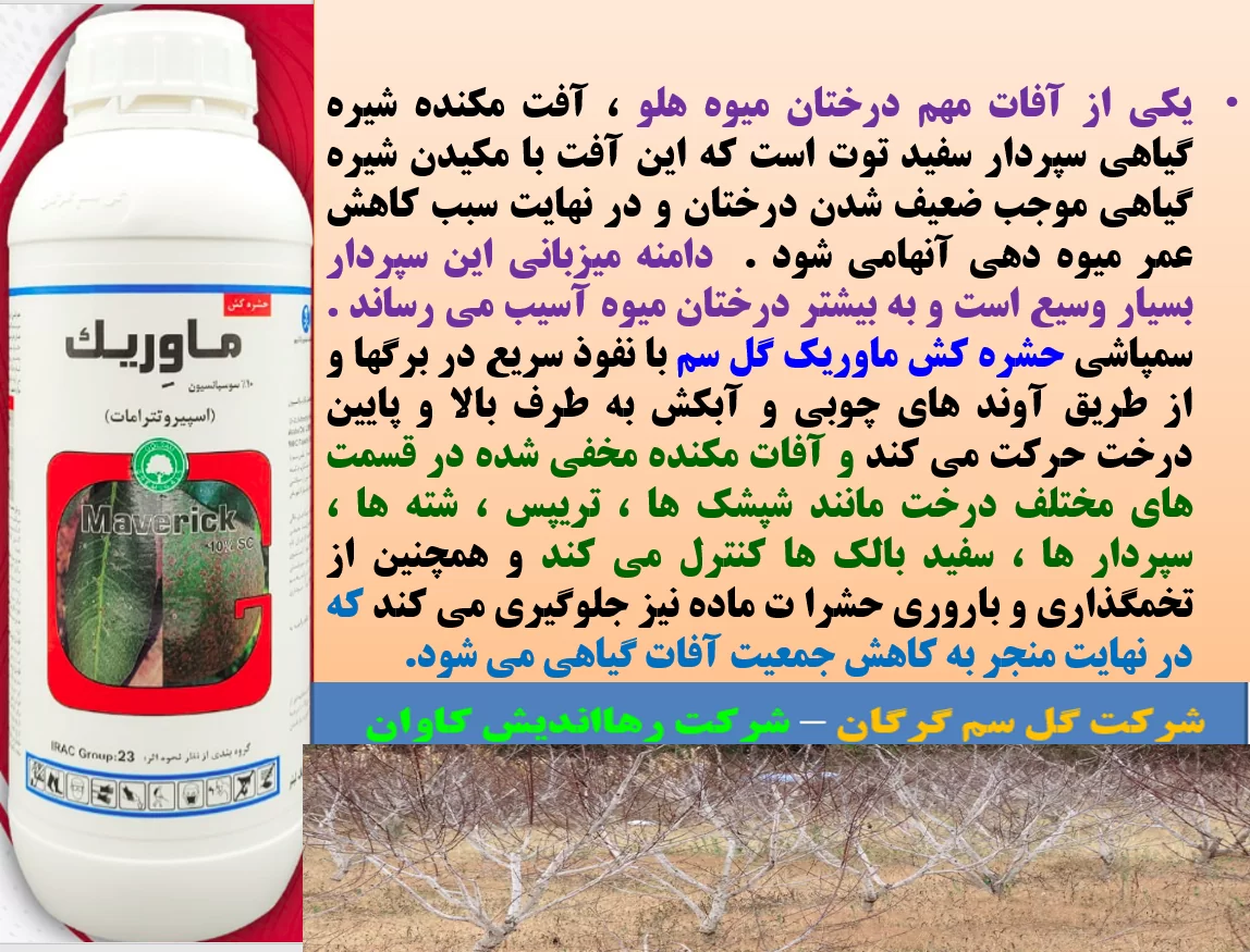 کنترل افات مکنده به خصوص سپردار سفید درختان هلو با حشره کش ماوریک گل سم – قسمت اول