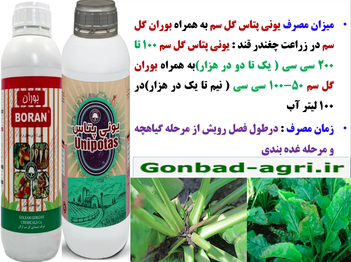 کود بوران گل سم به همراه یونی پتاس گل سم برای افزایش توان بوته های چغندر قند – قسمت سوم