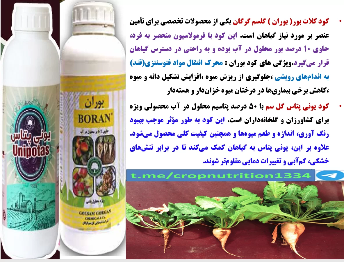 کود بوران گل سم به همراه یونی پتاس گل سم برای افزایش توان بوته های چغندر قند – قسمت چهارم