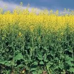 راه حل های رفع مشکلات زراعت کلزا یا کانولا