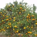 بررسی مشکلات درختان مرکبات