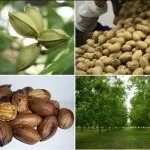 مدیریت باغداری درختان پکان