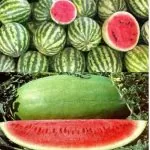 مدیریت زراعت هندوانه