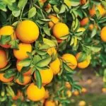 برخی عملیات مهم در باغداری مرکبات