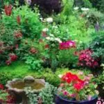 فایل گیاهان زینتی