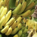 فایل کنترل افات و بیماری های موز