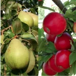 فایل درختان میوه سیب و گلابی