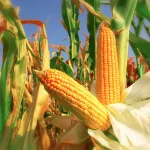 فایل برنامه کودی و کنترل افات و علف های هرز ذرت