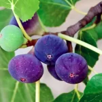 فایل تغذیه کودی و کنترل افات درختان انجیر