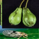 فایل کنترل پسیل گلابی  با سموم موثر- قسمت اول