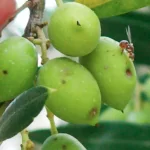 فایل کنترل افات و بیماری های درختان زیتون