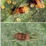 فایل کنه کش های موثر در کنترل کنه درختان میوه