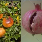 فایل کود های موثر برای بهبودی کیفیت میوه انار