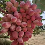 فایل محلولپاشی کود های موثر برای افزایش تولید و کیفیت میوه درختان پسته