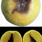 فایل کنترل بیماری های درختان مرکبات