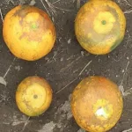 فایل کنترل آفات درختان مرکبات با سموم موثر