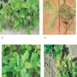 اهمیت ریزمغذی ها در زراعت سویا