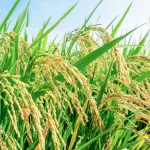 فایل تولید خوشه های سنگین و سالم برنج