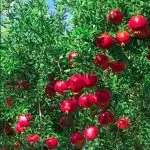 کود های موثر و برتر فروت ست درختان انار