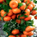 کود های موثر و مفید برای فروت ست درختان مرکبات