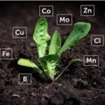 اهمیت ریزمغذی ها در زراعت کاهو