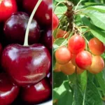 فایل کود های فروت ست باغات درختان گیلاس و آلبالو