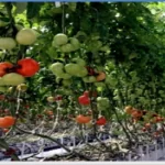 فایل کود آبیاری در کشت گلخانه ای گوجه فرنگی