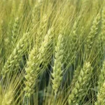 اهمیت کود های پتاسه در زراعت گندم و جو