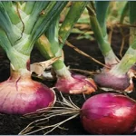 فایل تغذیه بوته های پیاز با کود های موثرو کنترل بیماری هاآن