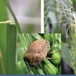 فایل کنترل آفات گندم