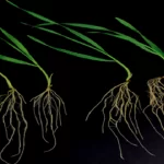 فایل اهمیت مصرف کود فسفاته در زراعت گندم