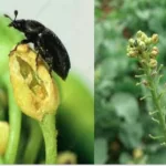 فایل کنترل آفات کلزا با حشره کش های موثر