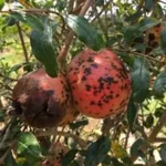 فایل کنترل آفات و بیماری های درختان انار در زمستان