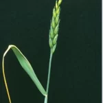 فایل اهمیت کاربرد کود های ریز مغذی در زراعت گندم