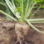 فایل اهمیت مصرف پتاسیم در زراعت چغندر قند