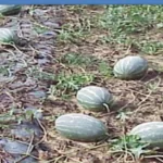 فایل کنترل بیماری های هندوانه و سایر کدوییان