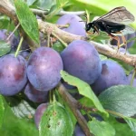 فایل درختان آلو برای افزایش تولید و حفظ محصول