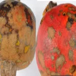 فایل کنترل بیماری های درختان انار