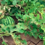 فایل کنترل آفات هندوانه و سایر گیاهان کدوئیان